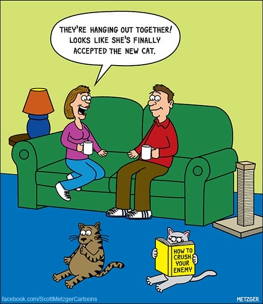 Funny Cat Cartoons