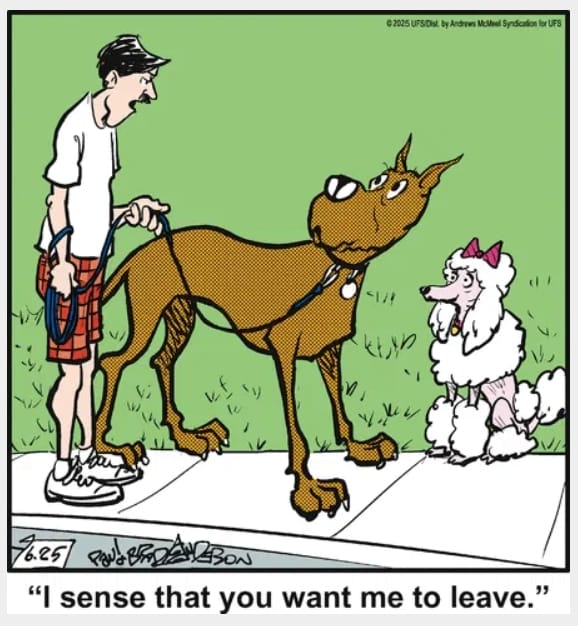 Funny Dog Cartoons